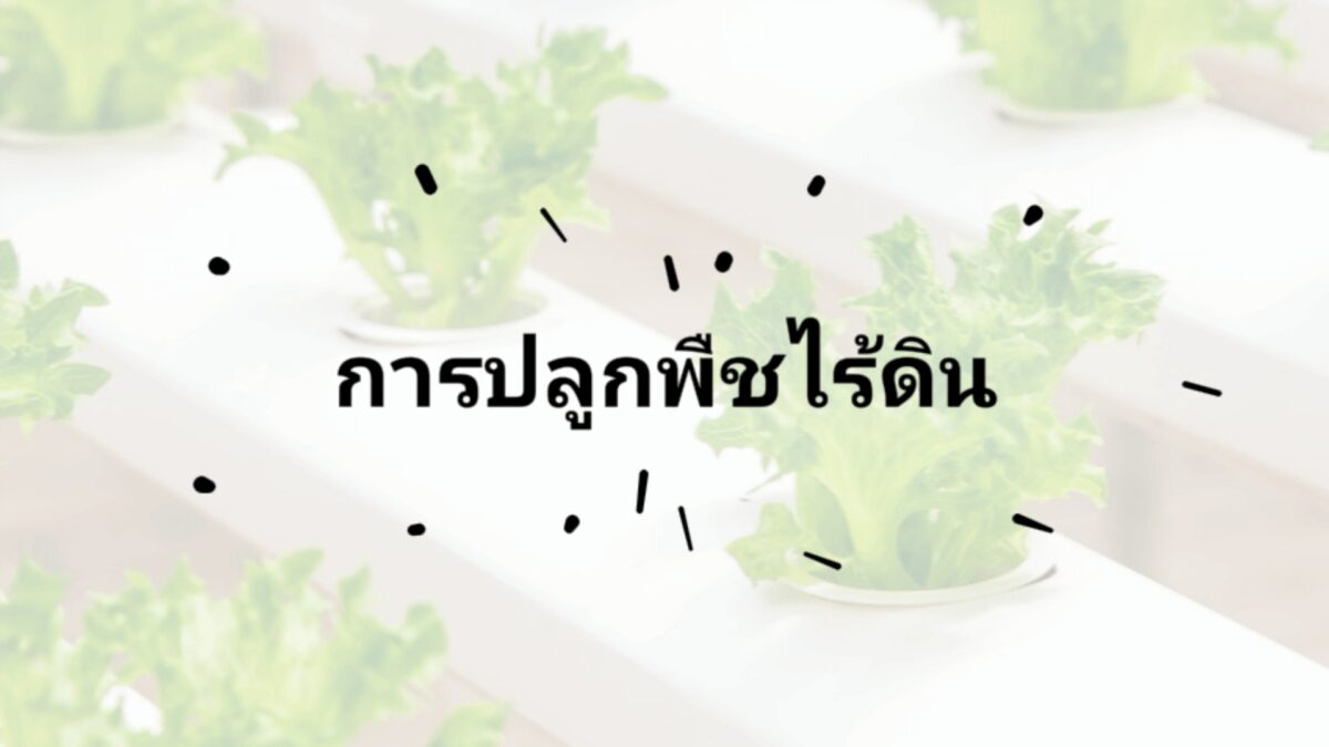การปลูกพืชไร้ดิน (Soilless  Culture)