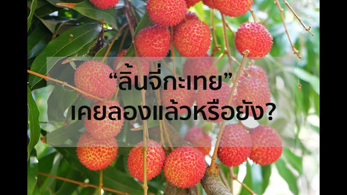 ลิ้นจี่กะเทย ผลไม้หากินยากของดีอัมพวา สมุทรสงราม