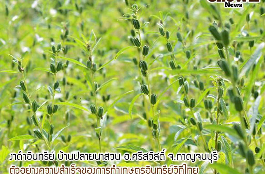 บ้านปลายนาสวน อ.ศรีสวัสดิ์ จ.กาญจนบุรี กับแนวทางการปลูกงาดำอินทรีย์วิถีไทย