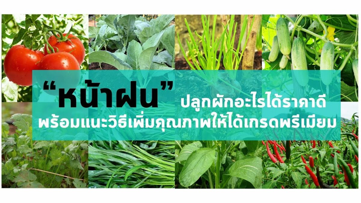 หน้าฝน ปลูกผักอะไรได้ราคาดี พร้อมแนะวิธีเพิ่มคุณภาพให้ได้เกรดพรีเมียม