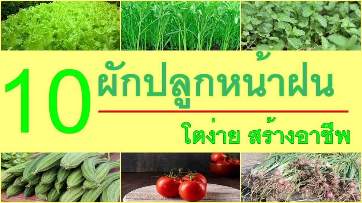10 ผักปลูกหน้าฝน เลี้ยงง่าย สร้างอาชีพ