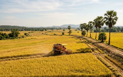 แปลงนาข้าวหอมมะลิสีทองพร้อมรถเกี่ยวนวดข้าวในภาคตะวันออกเฉียงเหนือ บรรยากาศช่วงฤดูเก็บเกี่ยวนาปี ภาพประกอบการวิเคราะห์ต้นทุนและผลตอบแทนทางเศรษฐศาสตร์เกษตร (ภาพประกอบจำลองด้วย AI)