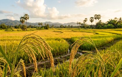 แปลงนาข้าว 1 ไร่ ในฤดูเก็บเกี่ยว รวงข้าวสีทองสุกสมบูรณ์พร้อมเกี่ยว สำหรับวิเคราะห์ต้นทุน ค่าเช่านา ค่ารถเกี่ยว และผลตอบแทนต่อปี